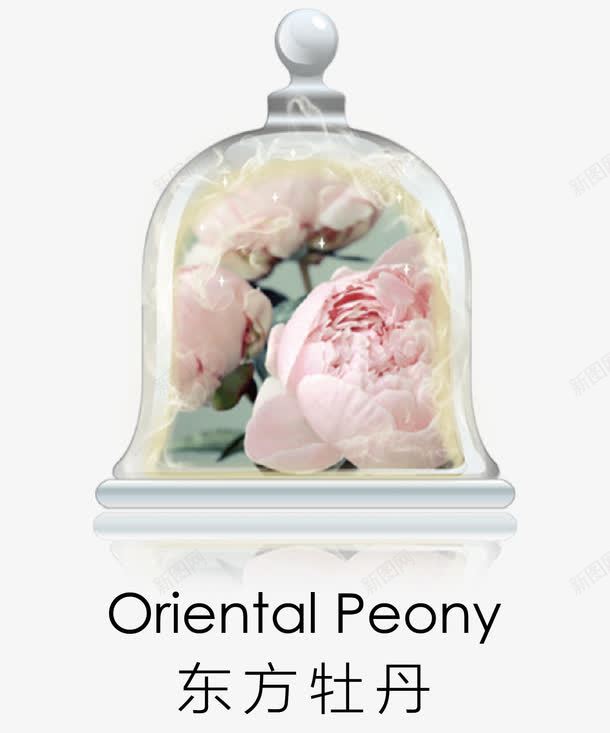 东方牡丹香氛png免抠素材_88icon https://88icon.com Oriental Peony 东方牡丹 植物 浪漫 牡丹 粉色 绽放 美丽 自然 芬芳 花卉 花朵实物 花瓣 装饰 香氛 香调