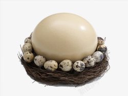 新鲜的鹌鹑蛋鸵鸟蛋和鹌鹑蛋高清图片