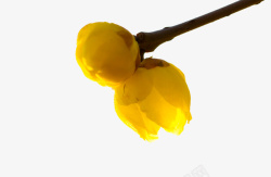 黄色花枝黄色腊梅高清图片