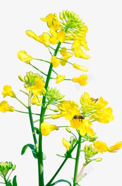 黄色卡通油菜花植物素材