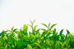 植物绿芽图片绿茶高清图片