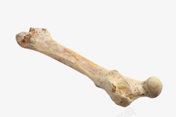 远古动物短面熊骨头化实物高清图片