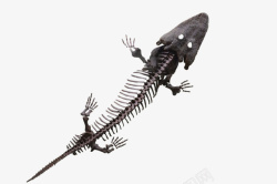 黑色小恐龙骨架化石实物素材
