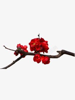 红色海棠花素材