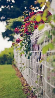 篱笆上的玫瑰花背景背景