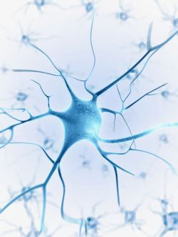 人体组织神经系统高清图片