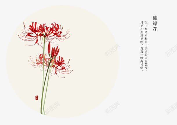 彼岸花语png免抠素材_88icon https://88icon.com 彼岸花 植物 红色 花语