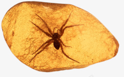 黄色的石头一个蜘蛛琥珀高清图片