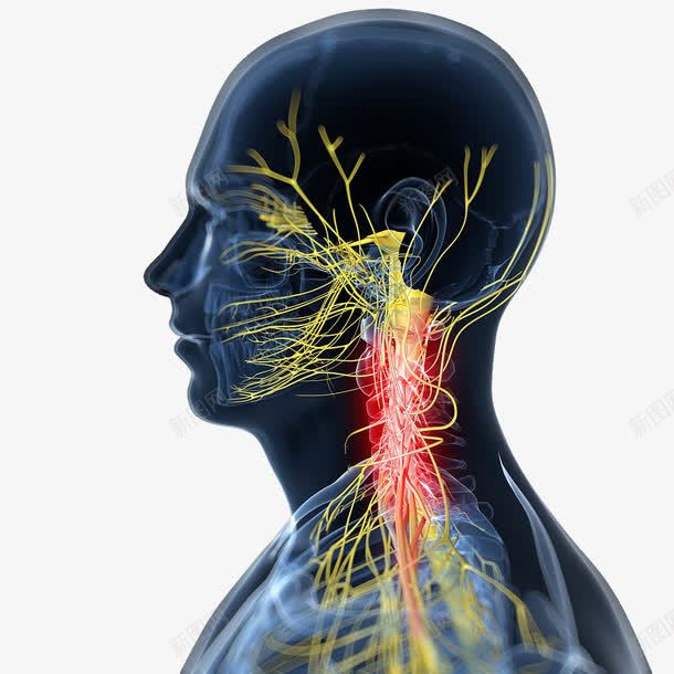 脊神经反射png免抠素材_88icon https://88icon.com 人体经脉 人体结构 动物血管 叶脉 心血管系统 生物医学插图 脉管束