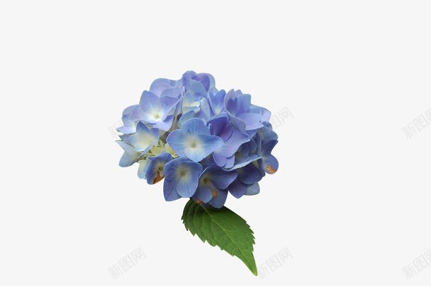 蓝色的绣球花png免抠素材_88icon https://88icon.com 植物 绣球花 花 花朵 蓝色花朵