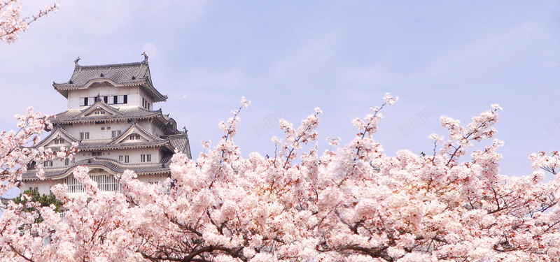 日本旅游樱花背景海报banner背景jpg设计背景_88icon https://88icon.com 摄影 日本旅游 樱花背景 樱花节 海报banner 海报banner背景 风景