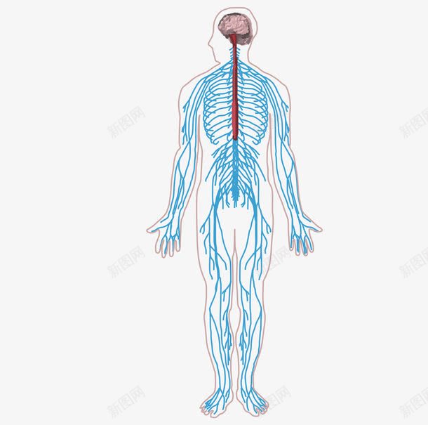 简单人体神经系统图png免抠素材_88icon https://88icon.com 中枢神经系统 人体组织 神经 神经元 神经系统 神经结构