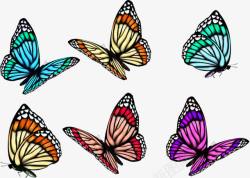 五彩斑斓的蝴蝶素材