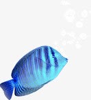 吐泡泡的鱼png免抠素材_88icon https://88icon.com 吐泡泡的鱼 热带鱼 蓝色鱼