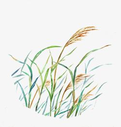 绿草芦苇手绘芦苇高清图片