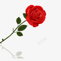 娇艳一支红色玫瑰花高清图片