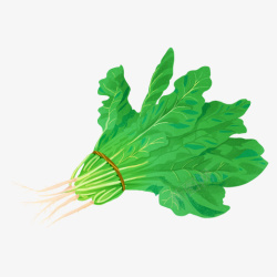 层次绿色菠菜食物元素高清图片