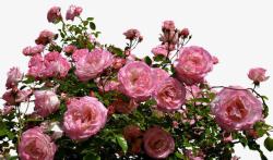 粉色花丛背景花园里的玫瑰花丛高清图片