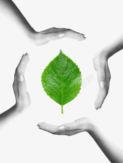 手掌树叶png手掌呵护的树叶绿色环保理念高清图片