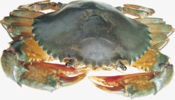 海鲜海产品活螃蟹素材