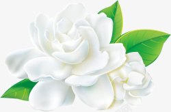 白色牡丹花卉素材