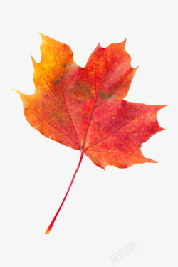 红色槭树科火焰般静止的树叶实物素材