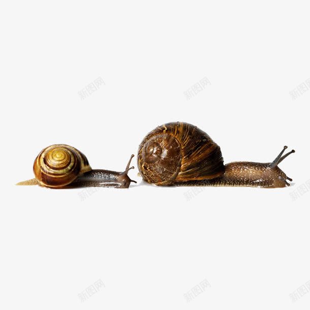 两只慢爬的蜗牛png免抠素材_88icon https://88icon.com 动物 大蜗牛 小蜗牛 慢慢 母子 爬行