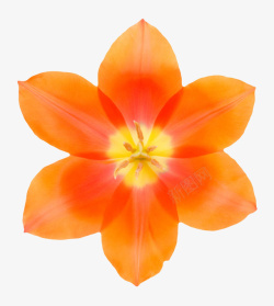 花卉被芯橙红色鲜艳的黄色芯的一朵大花实高清图片