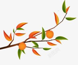 手绘插图秋天树枝叶与橘子素材