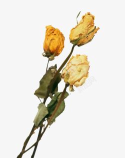 干枯黄色玫瑰干花束高清图片