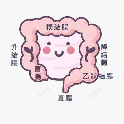 肠道名称png免抠素材_88icon https://88icon.com 升结肠 卡通 卡通肠道 手绘 横结肠 盲肠 直肠 降结肠