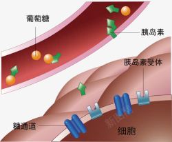 葡萄糖流过血管的葡萄糖高清图片