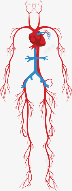 动脉人体系统的颈动脉矢量图高清图片