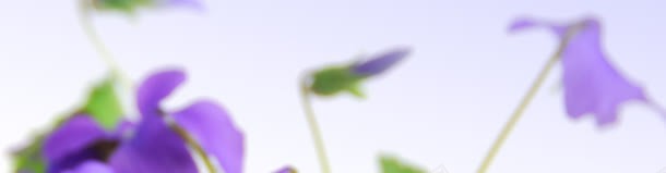 教师节鲜花背景banner创意jpg设计背景_88icon https://88icon.com 1920px 老师 背景 节日 蓝色妖姬 鲜花 黑板