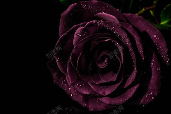黑色背景紫色神秘花朵背景
