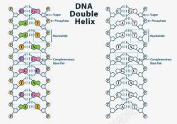 dna示意图DNA结构向量示意图高清图片