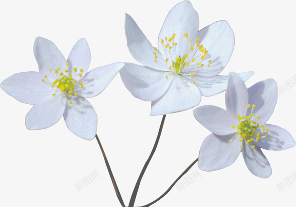 三朵白色的小花psd免抠素材_88icon https://88icon.com 小花 植物 白花 装饰
