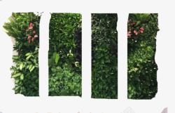 绿植墙使植物墙更显美观高清图片