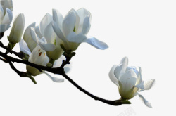 白玉兰花真实白色玉兰花高清图片