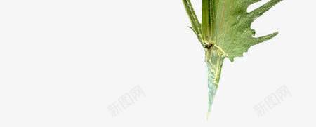 美丽压花干花紫色花朵叶子花枝png免抠素材_88icon https://88icon.com 压花 叶子 干花 紫色 美丽 花朵 花枝