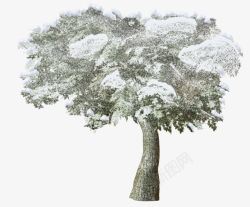 白雪大树素材