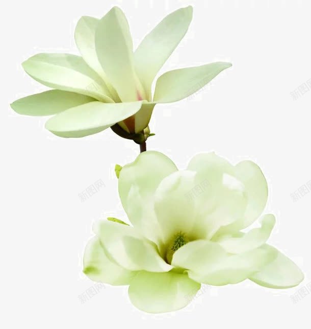 白色素净的小花png免抠素材_88icon https://88icon.com 单纯 干净 纯洁 美好 花朵