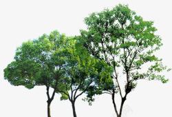 树木绿化素材