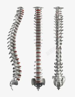 白色骨骼嵴柱金属质感人体脊柱图高清图片