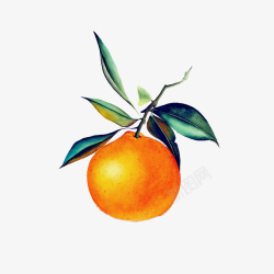 一只带叶子的柑橘绘画图素材
