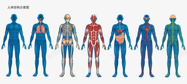 彩色人体结构示意图png免抠素材_88icon https://88icon.com 人体结构 人体骨骼 免抠图 彩色人体 效果图 装饰图 装饰画