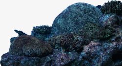 实物拍摄海底石头素材