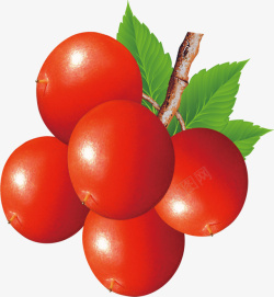 钙果果子红果素材