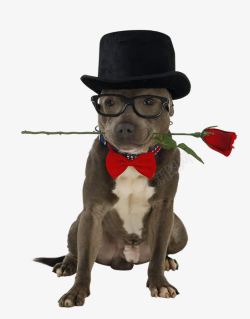 玫瑰礼帽叼着玫瑰花的小狗高清图片