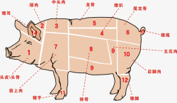 农业畜牧业农家土猪肉分割种类解素材